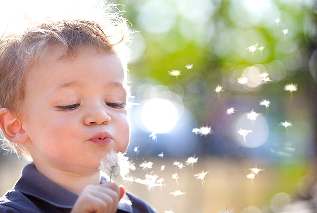 Portrait of a toddler. It blows away the parachutes of a dandelion.