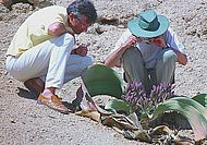 Bei der Untersuchung von Welwitschia mirabilis, einer seltenen Wüstenpflanze